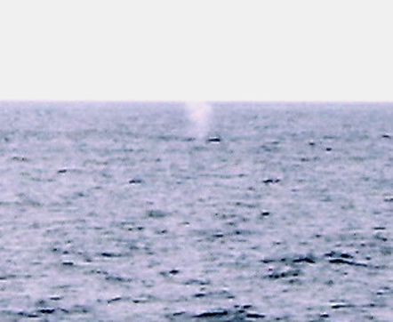 Blue whale 3 second crop